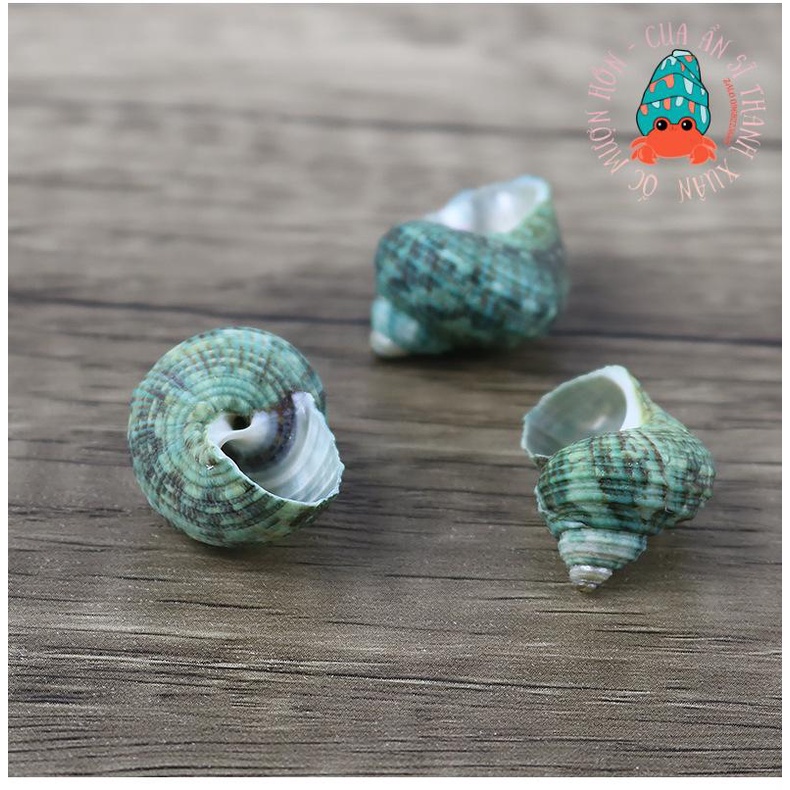 Vỏ ốc mặt trăng xanh nhiều kích thước - họa tiết ngẫu nhiên