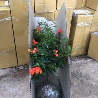 Cây lựu lùn ấn độ
