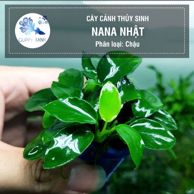 Các loại ráy, nana, dương sĩ, bucep. Đều là các loại cây dễ trồng không cần nhiều co2. Thích hợp dán lên lũa đá.