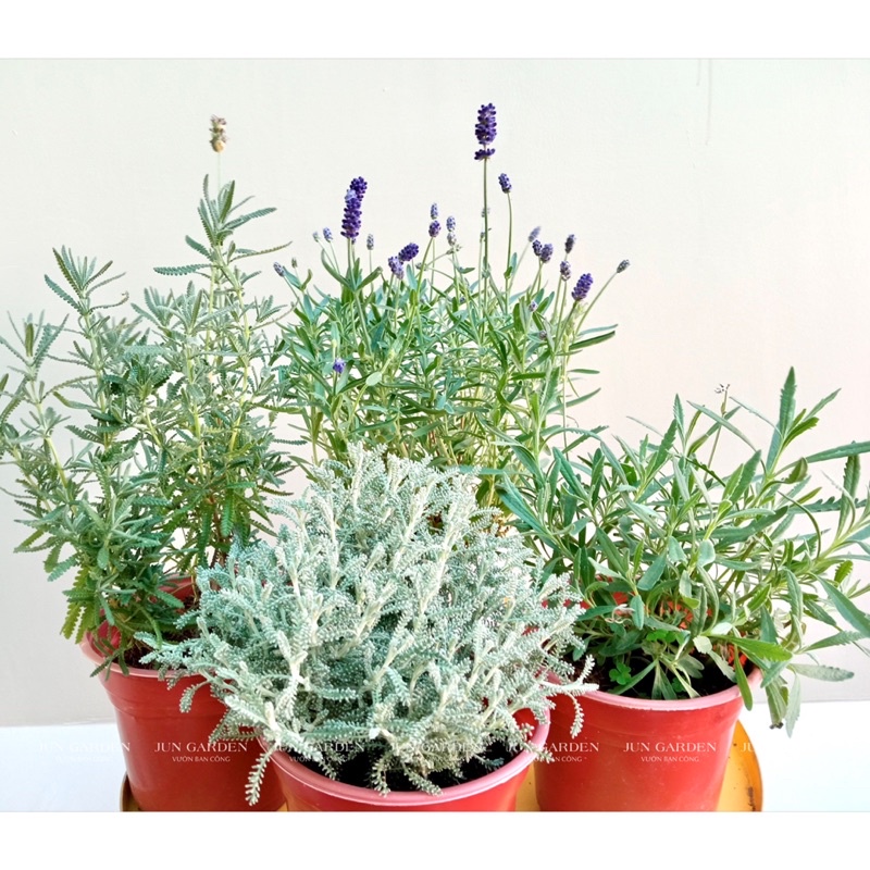 Chậu Hoa Oải Hương Lavender JUN GARDEN chịu nhiệt