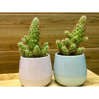 Chậu sứ siêu đẹp