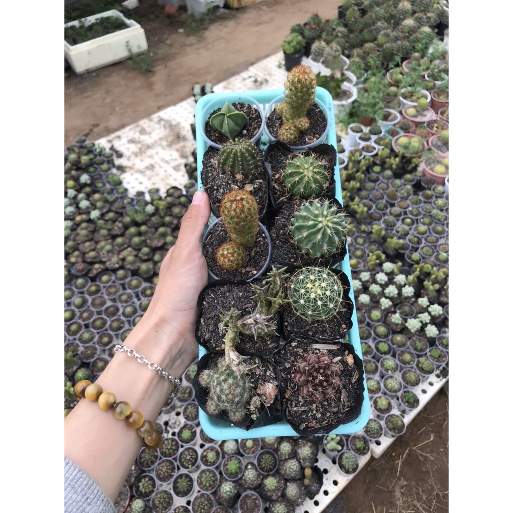 Combo 10 xương rồng đủ loại