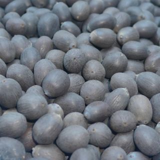 1 kg Hạt giống hoa sen