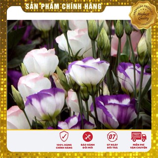 Hạt Giống Hoa Cát Tường Mix( 5 hạt)