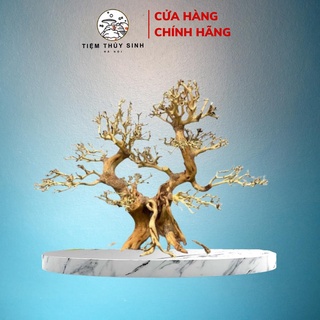 Layout bonsai thủy sinh, lũa bonsai trang trí bể cá, cây bonsai setup bể thuỷ sinh minicây bons