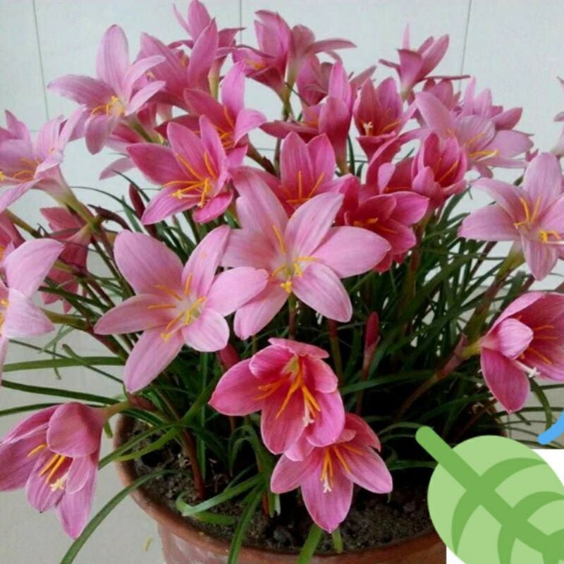 Combo 10 Củ giống hoa huệ mưa dễ trồng làm hoa hàng rào