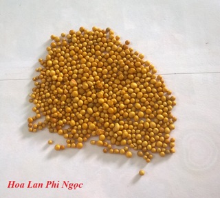 100g Phân bón vàng Tan chậm Thái Lan