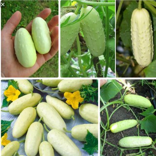 30 hạt giống dưa chuột trắng
