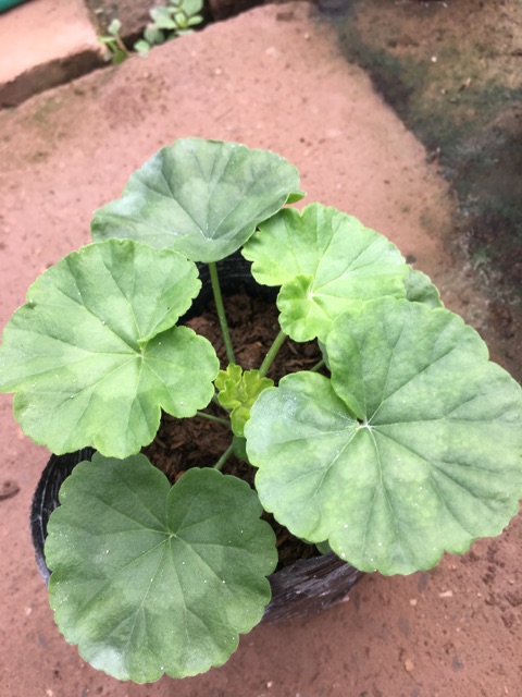 Cây Phong Lữ Đứng - Tiệm Cây Mầm Non