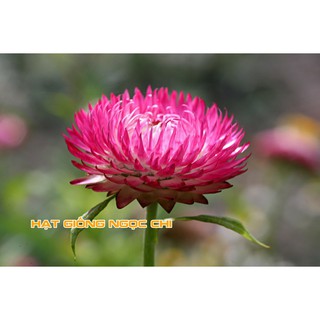 Hạt Giống Hoa Cúc Bất Tử - 100 Hạt