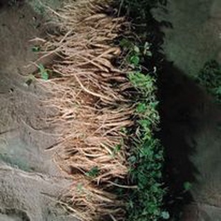SÂM DÂY NGỌC LINH TƯƠI (KON TUM- TÂY NGUYÊN)