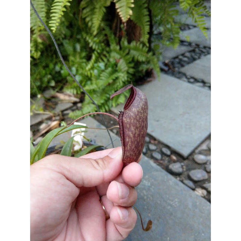Cây nắp ấm Nx Thorelii x Aristolochioides