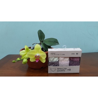 Set 7 Quần chip Gu hàng nội địa Nhật