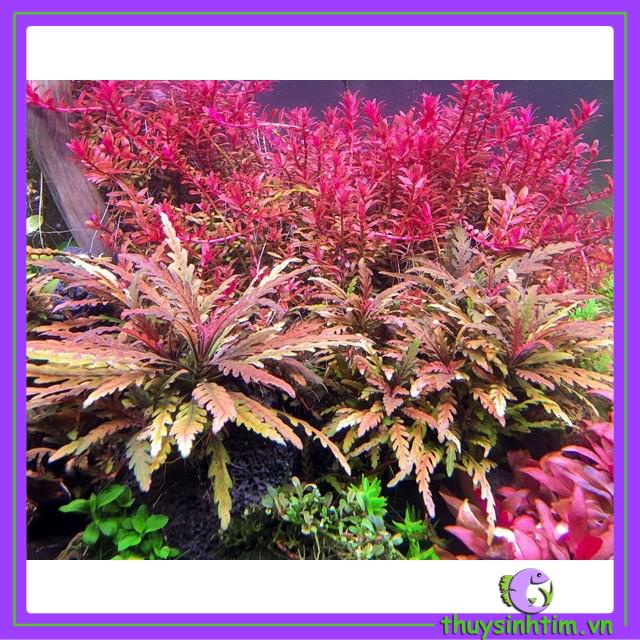 Liễu Đỏ Răng Cưa [Cây Thủy Sinh]