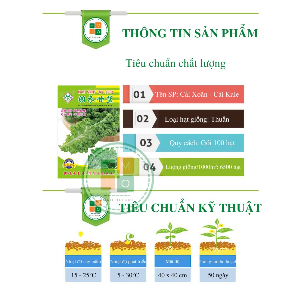 Hạt giống cải kale, cải xoăn chịu nhiệt