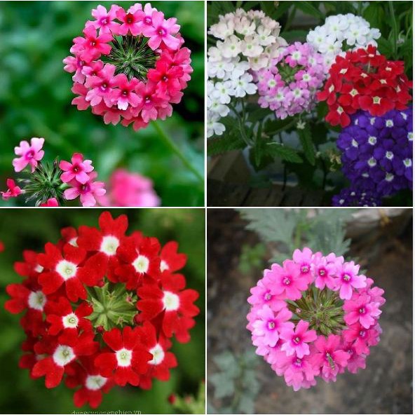 Hạt giống hoa vân anh  Nhiều màu - gói 50 hạt