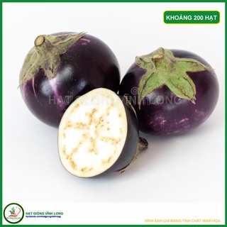 Hạt giống Cà bát tím TN 97A - 1g