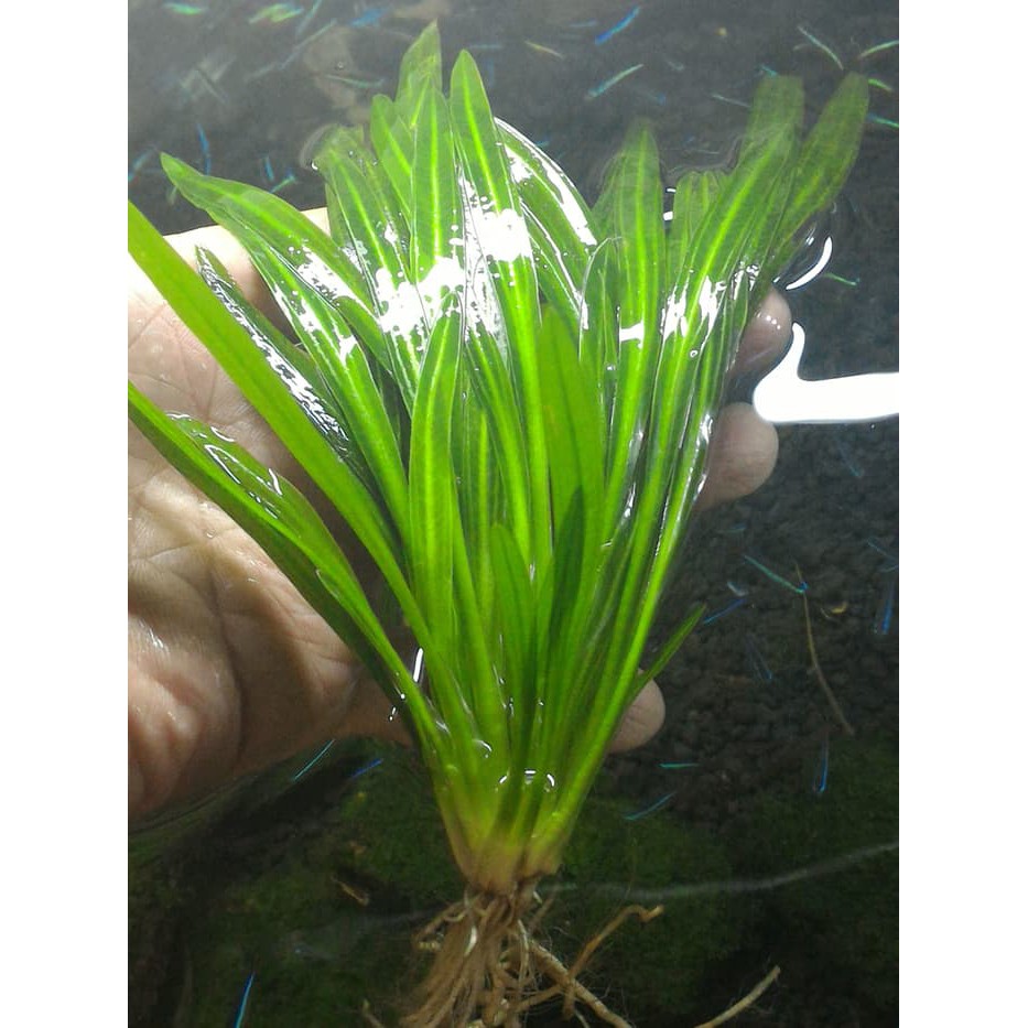 Cây lưỡi mèo - Cây thủy sinh lớn nhanh và phát triển mạnh