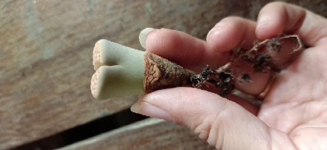 Thạch Lan 1.5cm- 1.8cm