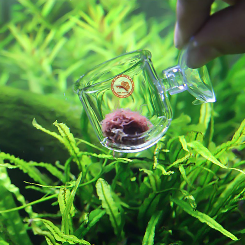 Cốc Đựng Trùn Chỉ Trùn Huyết Cho Cá Ăn