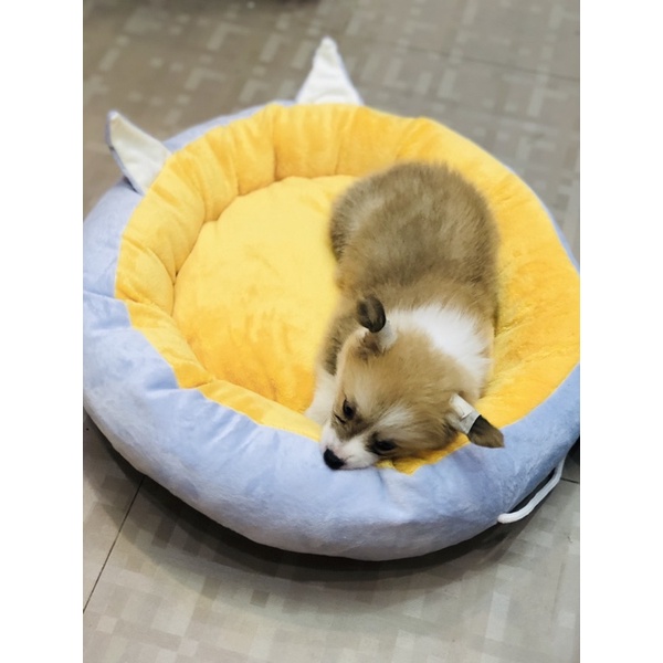 Nệm cho mèo dễ thương