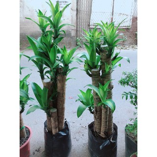 Cây Thiết Mộc Bụi 5 Thân