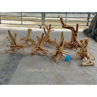 LŨA THUỶ SINH - LŨA HẢI SA QUỲ ( HÀNG ĐẸP TUYỂN CHỌN ĐỦ SIZE HỒ)