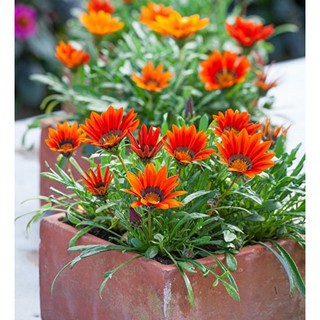 Hạt Giống Hoa Cúc Huân Chương Mix Nhiều Màu  -