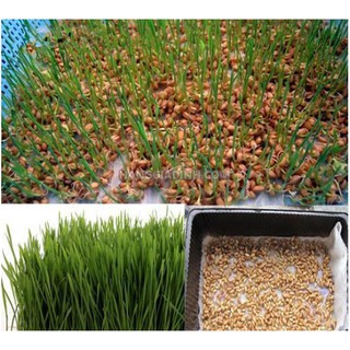 500 gr Mầm Lúa Mạch