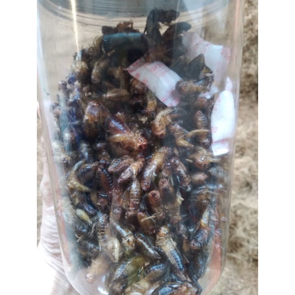 DẾ SẤY KHÔ 100 GRAM