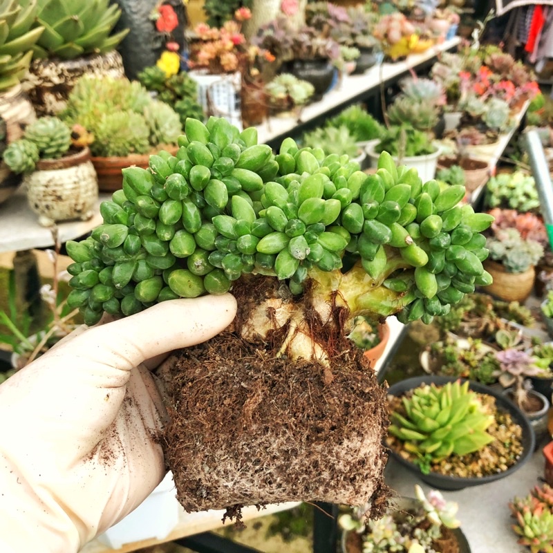 Siêu đất trộn chuyên trồng Sen đá, xương rồng, và cây cảnh khác .bao 1kg.gồm có pumise và perlite và nham thạch.phân