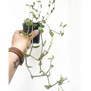 Cây Lá Xếp Sedum