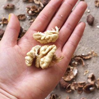 Combo gồm quả óc chó tươi và điều rang