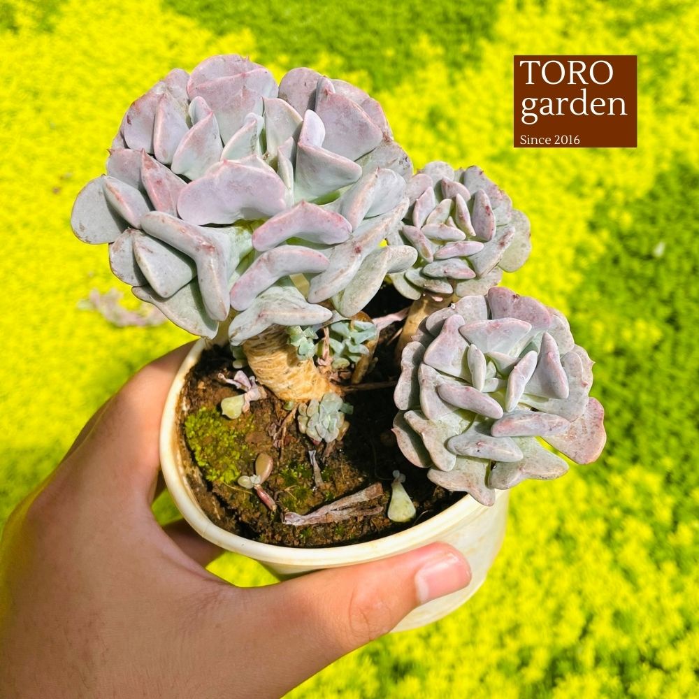 Sen đá cúc tím cổ thụ Đà Lạt size trung bình cây cảnh trang trí nhà cửa Toro garden