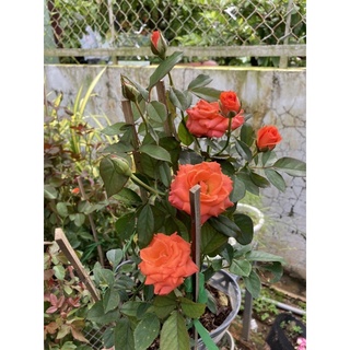 Hồng cam siêu nụ