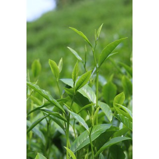 Trà búp đặc sản Thái Ninh Trà 500G (1 gói 500g)