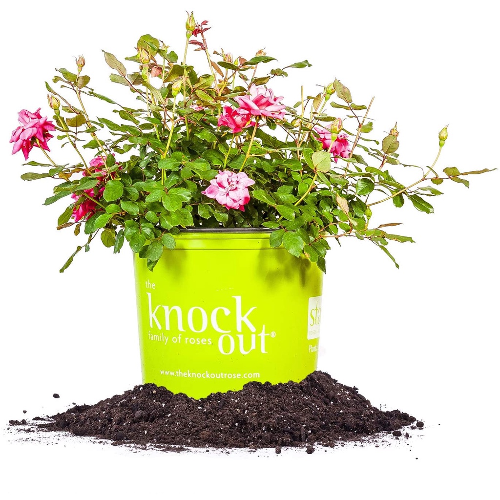 HẠT GIỐNG HOA HỒNG SIÊU NỤ Cây hoàn hảo Double Pink Knock Out Rose Live Plant, 3 Gallon, Bao gồm Hướng dẫn chăm sóc