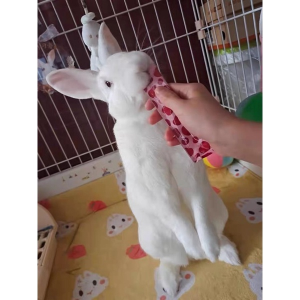 gel dinh dươngx nhập khẩu Nhật Bản Marukan cho thỏ, lang, bọ ú, Gunie pig (1 tuýp nhỏ 10gam)