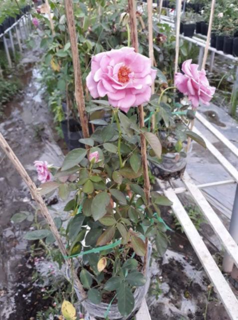Hồng Tím Ruốc