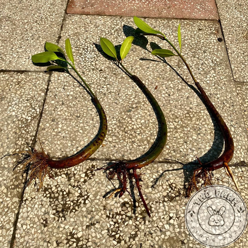 Cây Đước Con - trang trí thủy sinh, hòn non bộ, tiểu cảnh - biotope - bán cạn