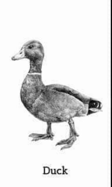 Thẻ hình animal 4D + giảm chỉ còn 24,000 đ