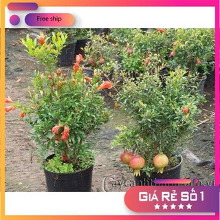 Hạt giống Lựu đỏ lùn Ấn Độ (15 hạt)