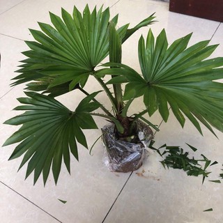 CÂY CỌ NHẬT - Cây Cảnh Mini - caykiengsadec - chậu mềm bọc đen