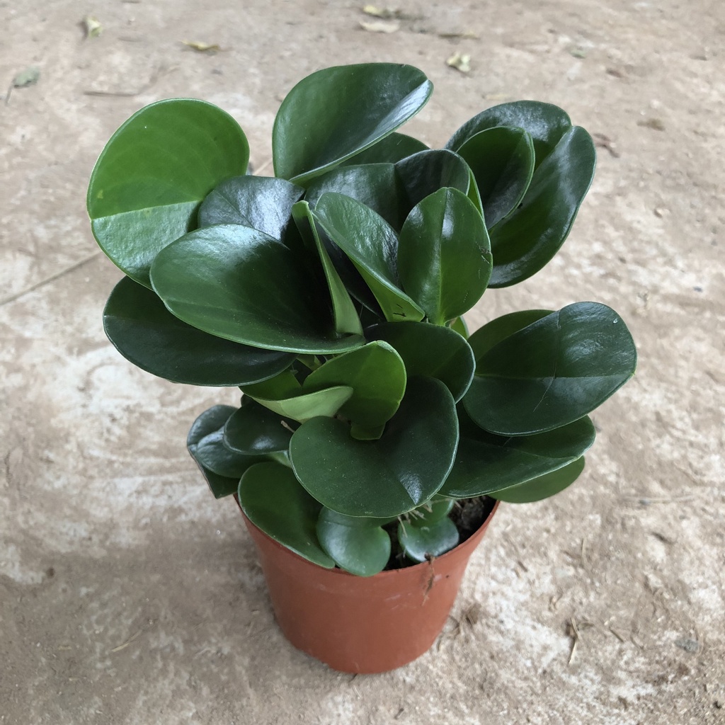 Cây trường sinh - trường sinh để bàn cao 12cm giúp thanh lọc không khí trang trí bàn làm việc