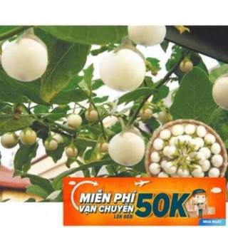 0.5g Hạt giống Cà pháo trắng (tặng gói kích nẩy mầm và hướng dẫn) LuckyseadTG