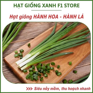 Hạt giống hành hoa, hành lá tươi, mập mạp, dễ trồng, nhanh thu hoạch cho mọi người