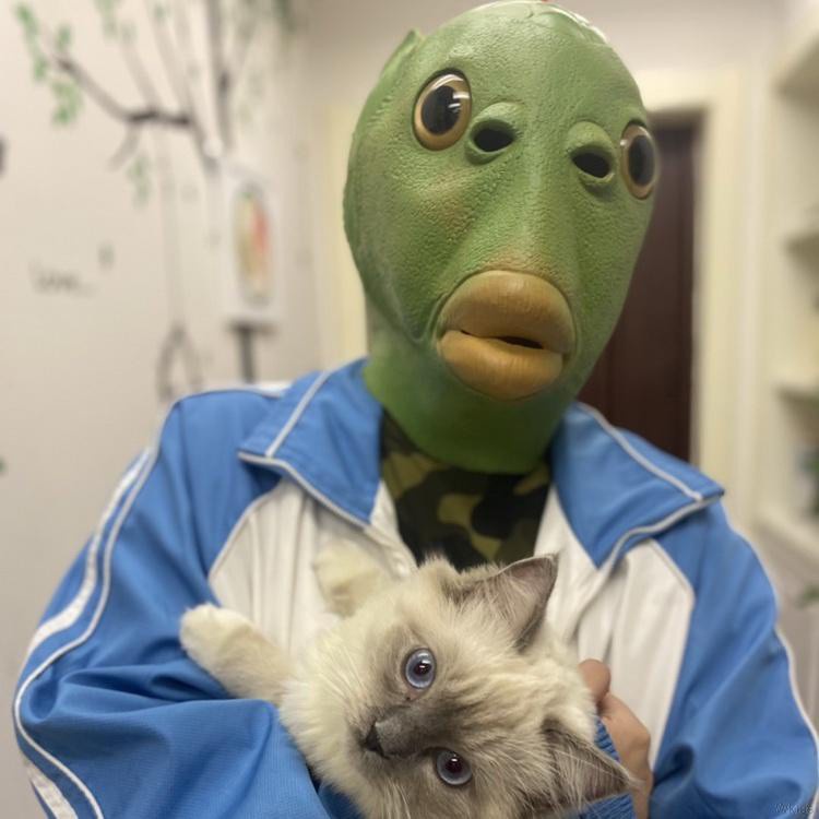 Mũ hóa trang hình đầu cá chủ đề halloween kinh dị vui nhộn
