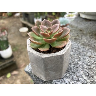Sen đá mini kèm chậu