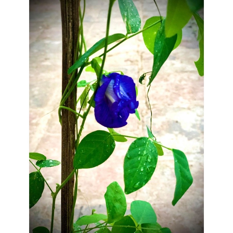 Cây đậu biếc