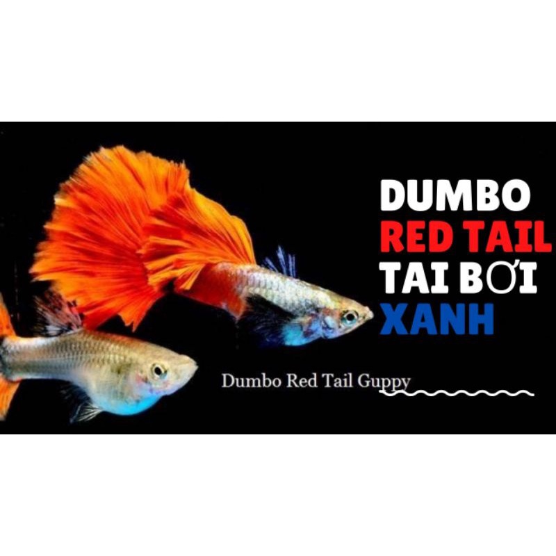 Cá 7 Màu Dumbo Red Big Tail Hm Ribon (59k/cặp)